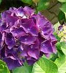 Bauernhortensie Forever & Ever® 'Purple'