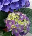 Heller Blütenball Hydrangea macrophylla 'Jip Blue'