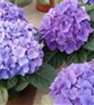 Blüten Hydrangea macrophylla 'Jip Blue'