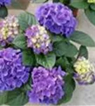 Fernaufnahme Blüten Hydrangea macrophylla 'Jip Blue'