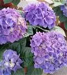 Blaue Blüten Hydrangea macrophylla 'Jip Blue'