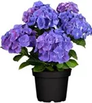 Artikelbild Hydrangea macrophylla 'Jip Blue'