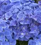 Hydrangea macrophylla 'Jip Blue'