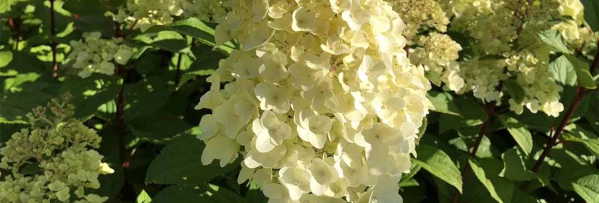 Hydrangea paniculata 'Magical Kilimanjaro'®