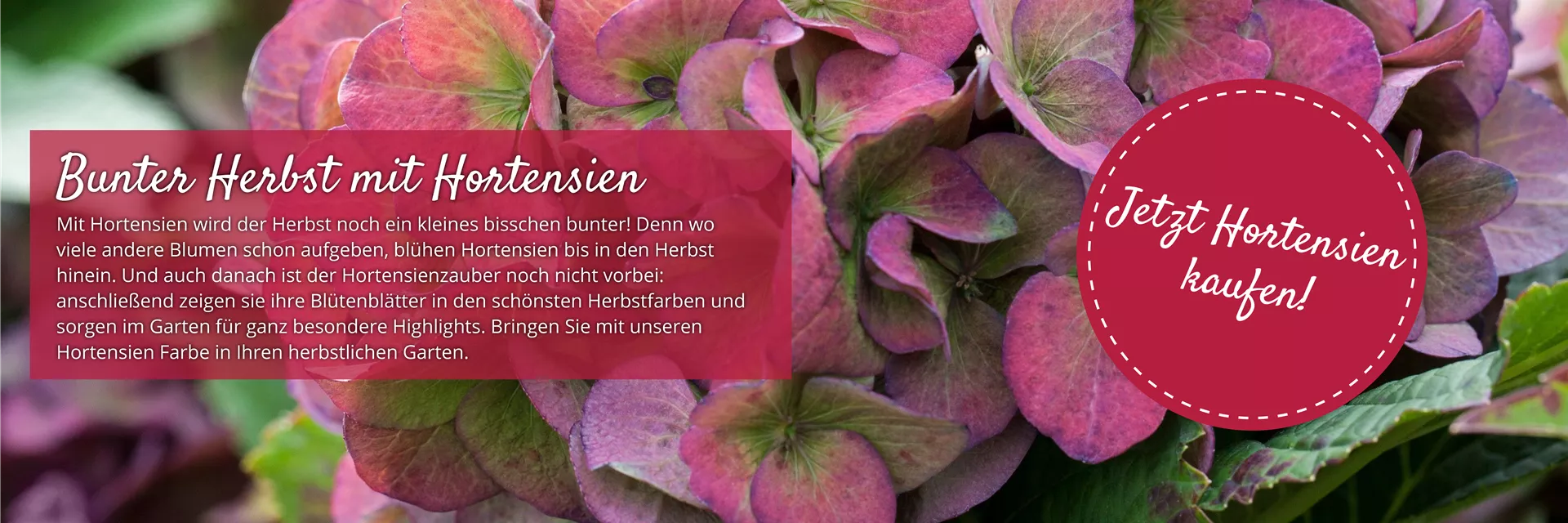 Bunter Herbst mit Hortensien im Hortensien24 Online-Shop