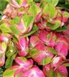 Grün-pinke Blüten Bauernhortensie 'Magical Greenfire'®