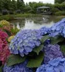 Hortensie Forever & Ever® 'Blue'