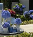 Hydrangea Forever & Ever®