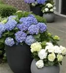 weiße Hydrangea Forever & Ever® 'White'