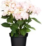 Artikelbild Bauernhortensie Hovaria® 'Love you Kiss'