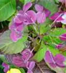 Hortensie Hydrangea macr. Endless Su. 'Twist and Shout' blau