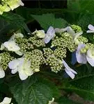 Hydrangea macr. Endless Su. 'Twist and Shout' blaue Hortensie