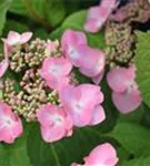 Hydrangea macr. Tellerhortensie Endless Su. 'Twist and Shout'