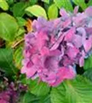 Hortensie Hydrangea macr. Endless Sum. 'BLOOMSTAR'® lila