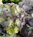 lila Hydrangea macr. Endless Sum. 'BLOOMSTAR'®