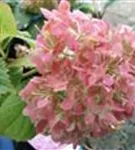 pinke Hydrangea macr. Endless Sum. 'BLOOMSTAR'® 