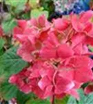 pinke Ballhortensie Hydrangea macr. Endless Sum. 'BLOOMSTAR'® pink