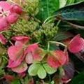 Blüten Hydrangea macrophylla 'Libelle'