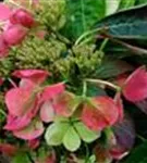 Blüten Hydrangea macrophylla 'Libelle'