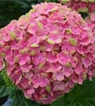 Blütenball rosa Hydrangea macrophylla 'Magical Coral'® rosa