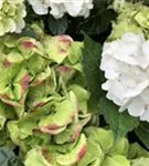 nah weiße Hydrangea macrophylla 'Caipirinha'®