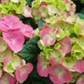 Blüten Hydrangea macrophylla 'Green Lips'