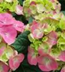 Blüten Hydrangea macrophylla 'Green Lips'