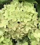 Helle Blüten Zwerg-Rispenhortensie 'Little Lime'®