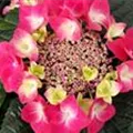 Hydrangea macrophylla 'Frisbee'® Hot Pink