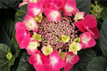 Tellerhortensie 'Frisbee'® Hot Pink - Hydrangea macrophylla 'Frisbee'® Hot Pink Tellerhortensie 'Frisbee'® Hot Pink - Hydrangea macrophylla 'Frisbee'® Hot Pink