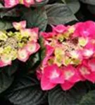 pinke Hydrangea macrophylla 'Frisbee'® Hot Pink