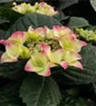 Hydrangea macrophylla 'Frisbee'® Pink