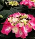 Pinke Hydrangea macrophylla 'Frisbee'® Hot Pink