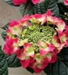 Hortensie Hydrangea macrophylla 'Frisbee'® Hot Pink