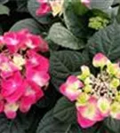 Tellerhortensie Hydrangea macrophylla 'Frisbee'® Hot Pink