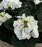 Helle Blüten Tellerhortensie 'White Spirit'