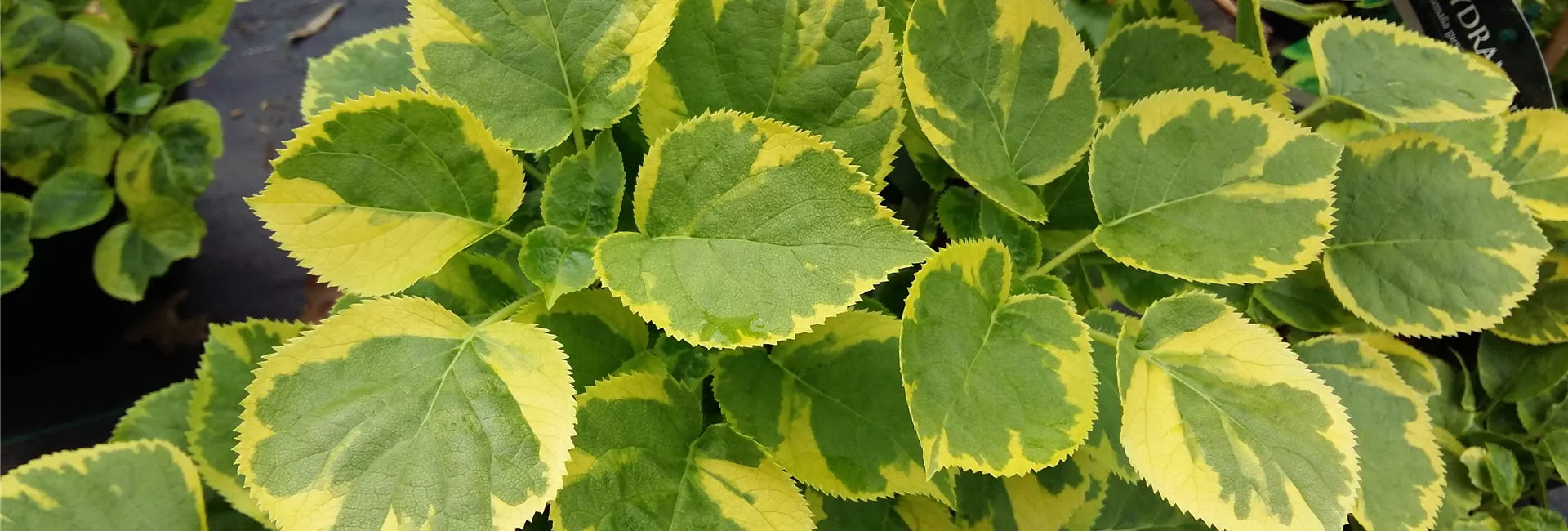 Hydrangea petiolaris 'Mirranda'