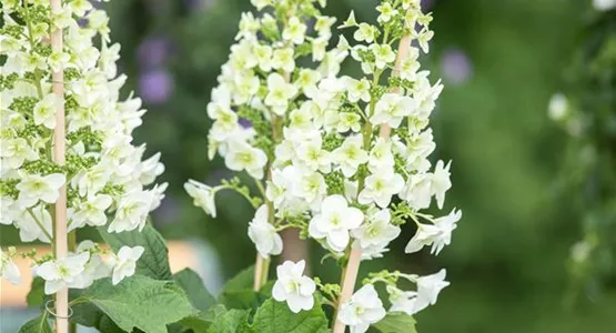 Kletterhortensien sorgen für märchenhafte Stimmung im Garten