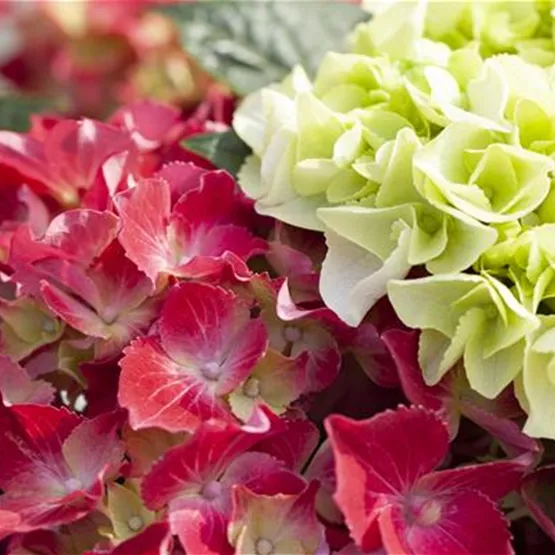 Hydrangea macrophylla in Rot und Weiß