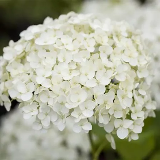 Hydrangea paniculata mit weißen Blüten im Garten