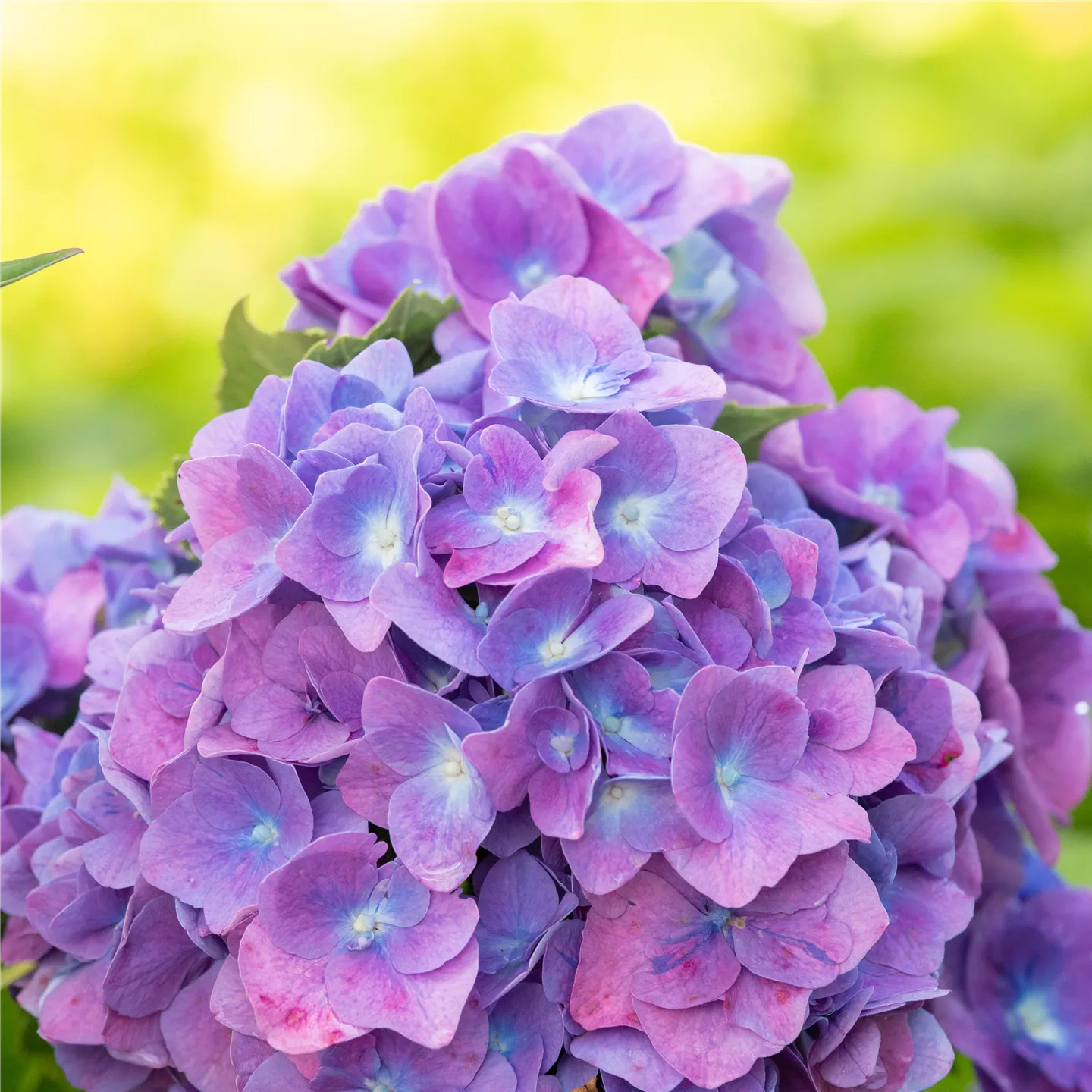 Hortensiendünger sorgt für hübsche Blüten