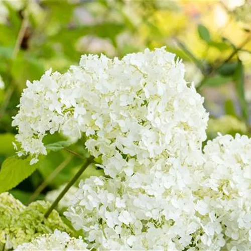 Hydrangea arborescens im Garten