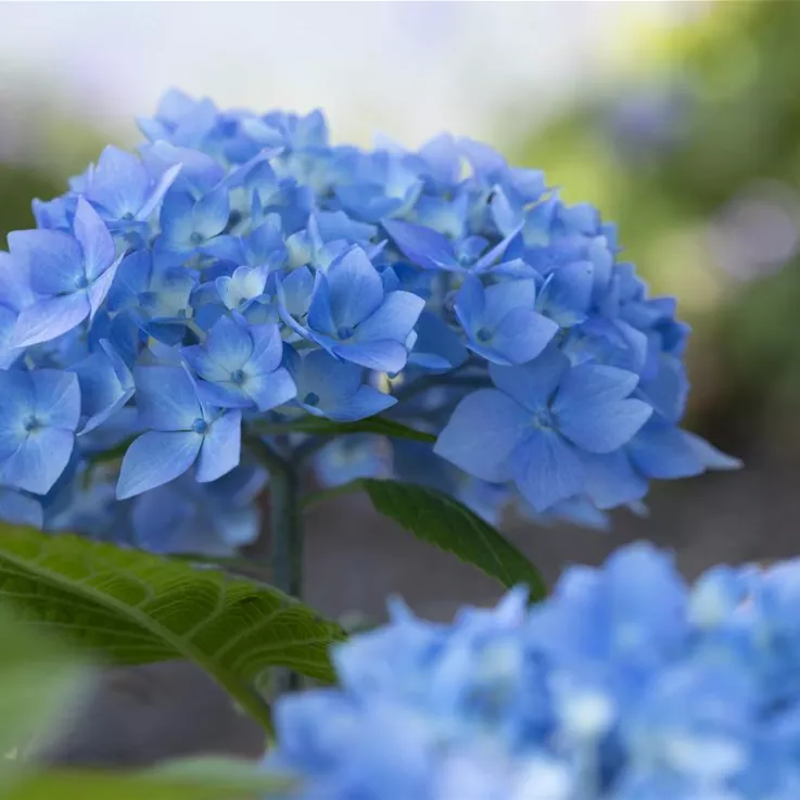 Blaue Hydrangea macrophylla in Nahaufnahme