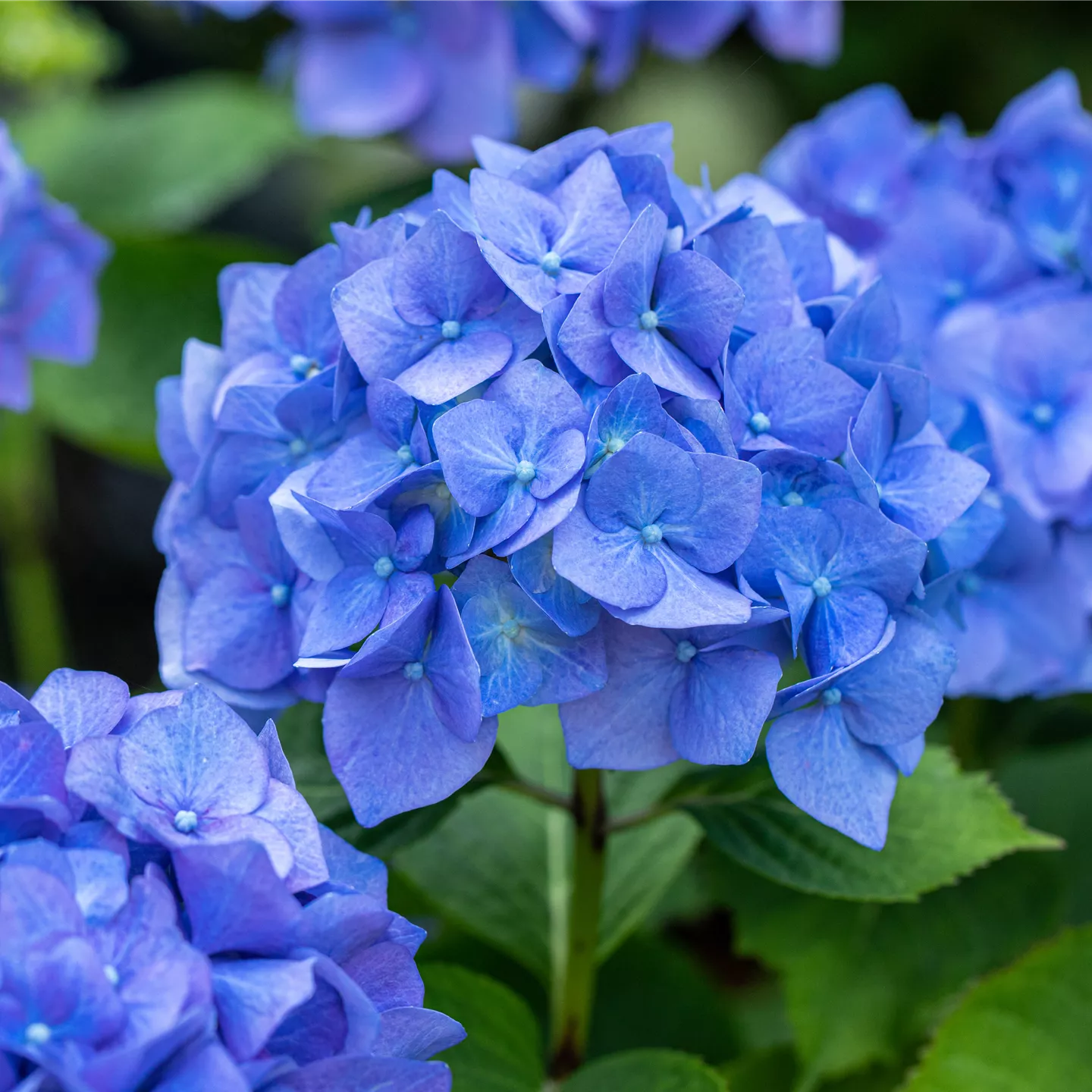 Hydrangea macrophylla, blau