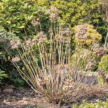 Hortensie im Winter