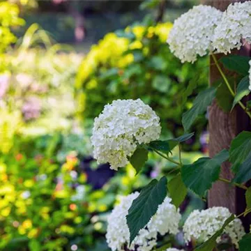 Weiße Strauchhortensie im Garten