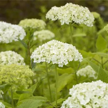  Weiße Hydrangea arborescens im Ambiente