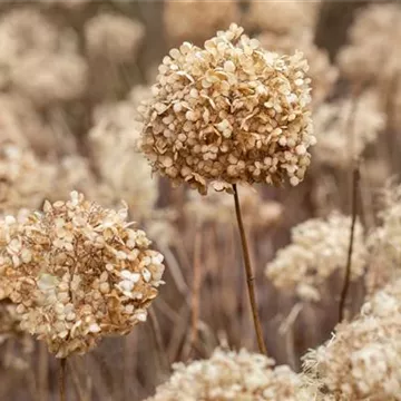 Trockene Hortensienblüten im Winter