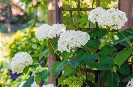 Hydrangea arborescens