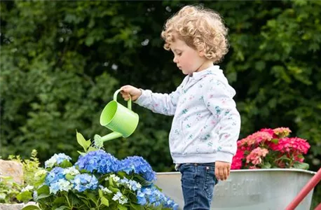 Kind gießt Hortensie